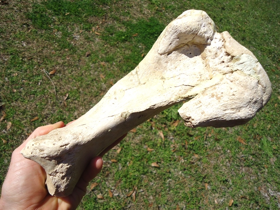 Large image 7 Very Rare Megalonyx Sloth Tibia