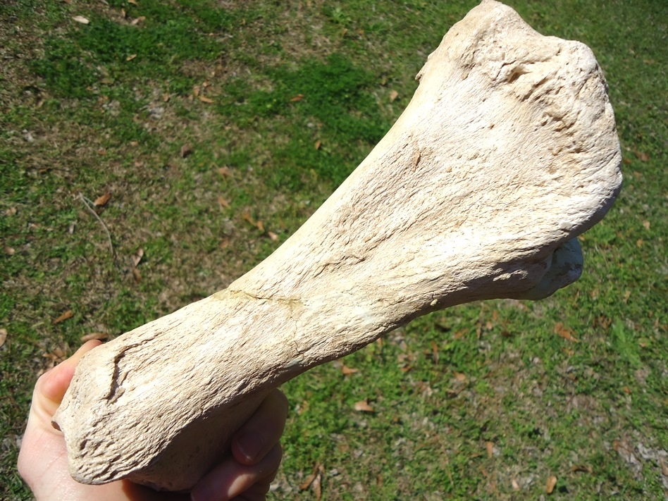 Large image 8 Very Rare Megalonyx Sloth Tibia