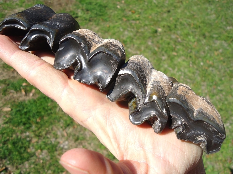 Large image 1 Incredible Set for Four Associated Bone Valley Rhino Teeth