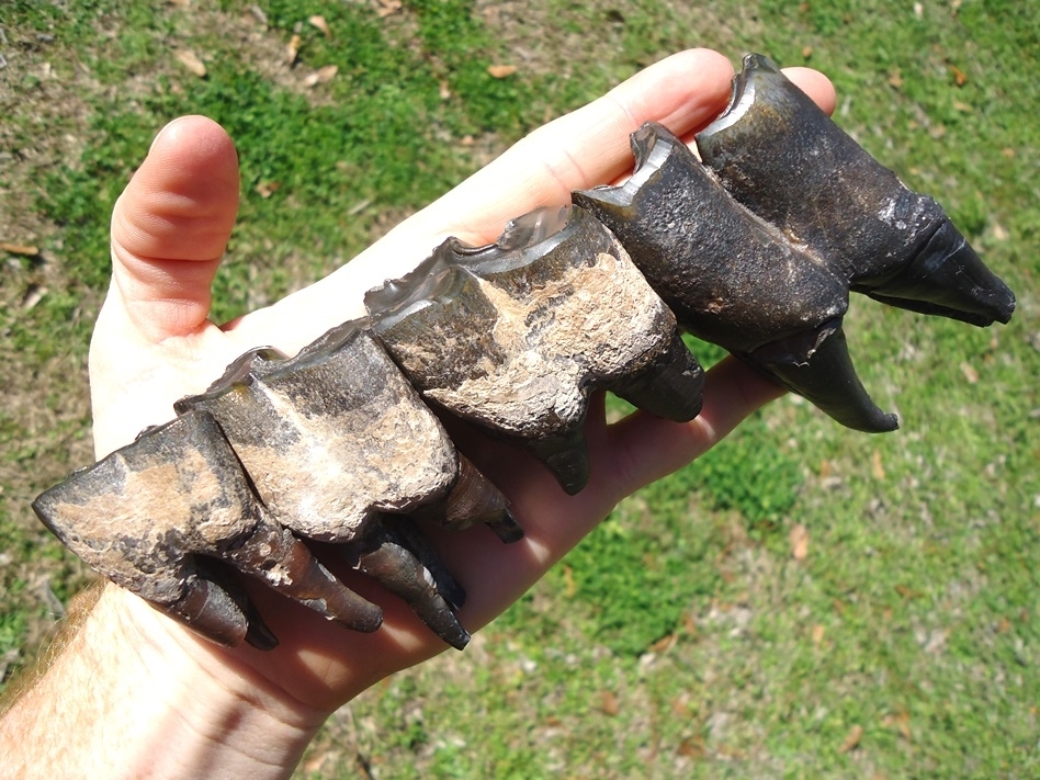 Large image 2 Incredible Set for Four Associated Bone Valley Rhino Teeth