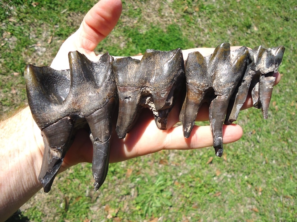 Large image 4 Incredible Set for Four Associated Bone Valley Rhino Teeth