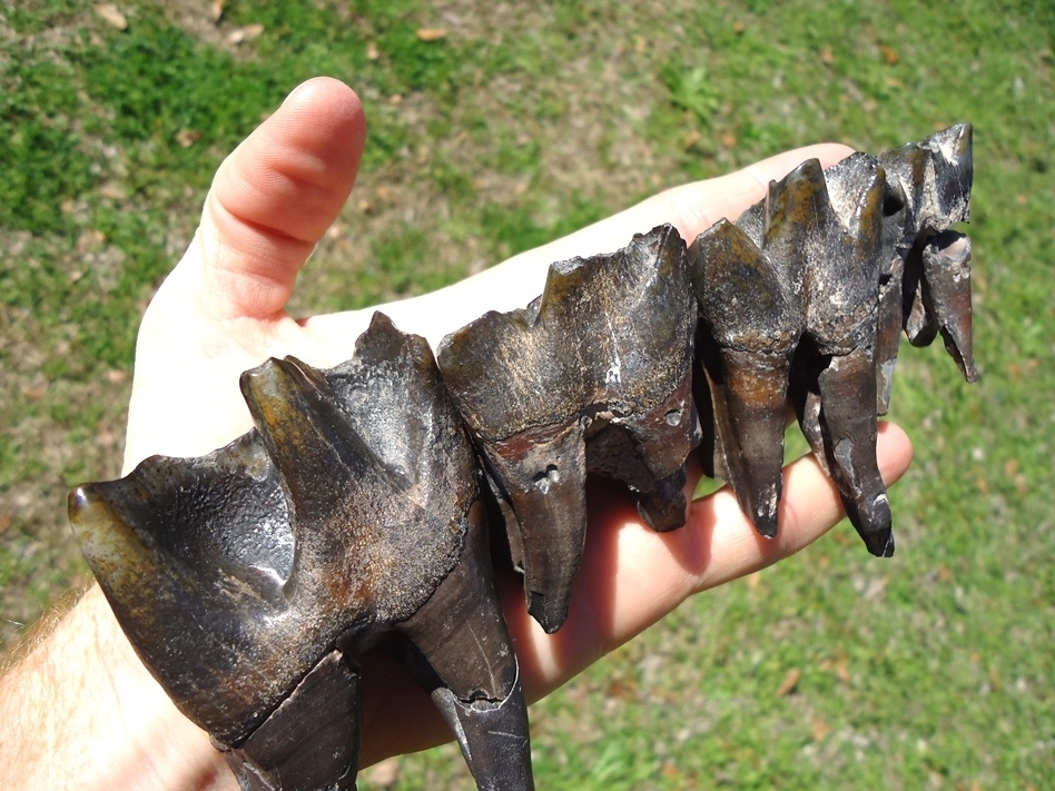 Large image 5 Incredible Set for Four Associated Bone Valley Rhino Teeth