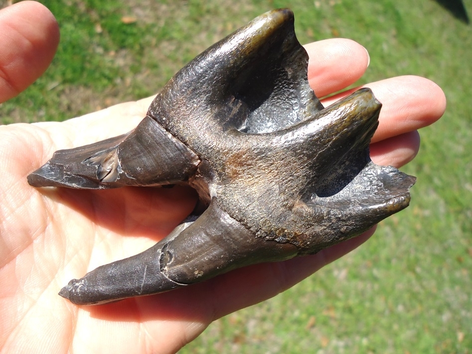 Large image 6 Incredible Set for Four Associated Bone Valley Rhino Teeth