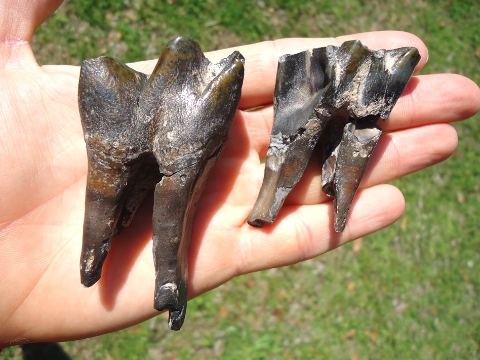 Large image 8 Incredible Set for Four Associated Bone Valley Rhino Teeth