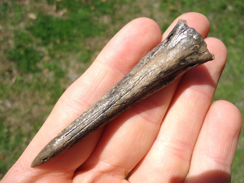 Large image 2 Very Rare Cormorant Beak