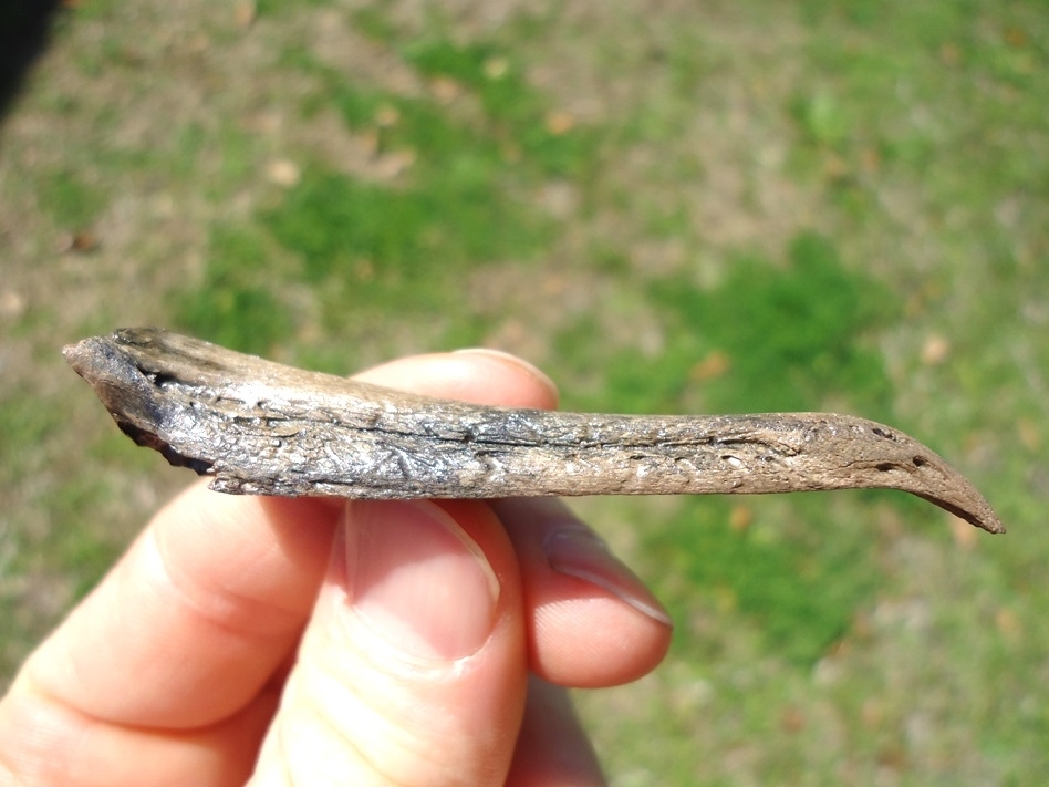 Large image 3 Very Rare Cormorant Beak