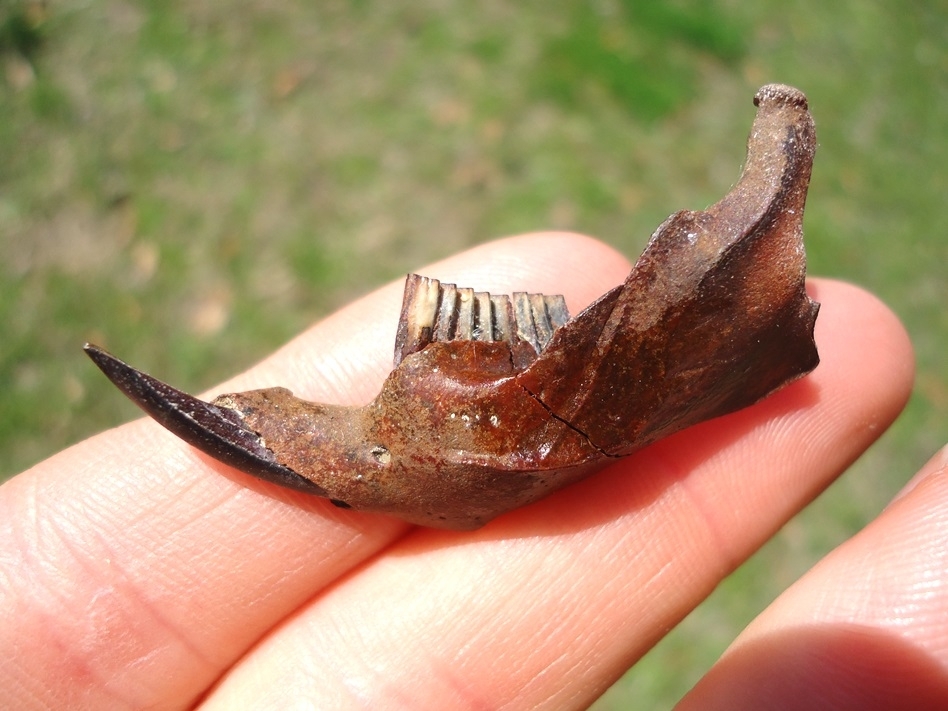 Large image 1 Excellent Muskrat Mandible