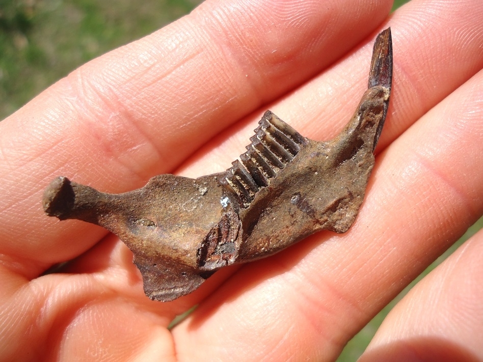 Large image 3 Excellent Muskrat Mandible