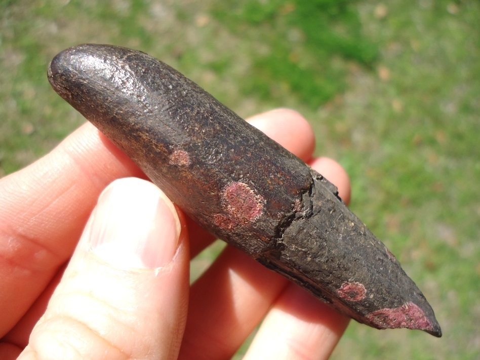 Large image 3 Excellent Juvenile Mastodon Lower Tusk