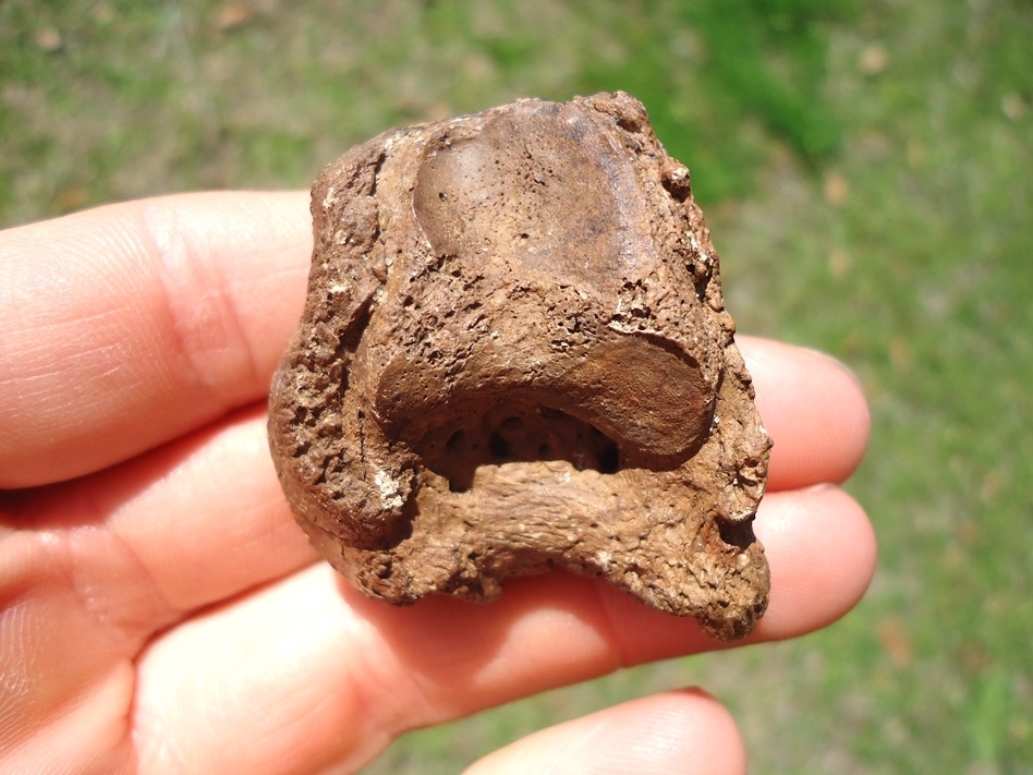 Large image 1 Very Rare Miocene Sloth Proximal Phalanx