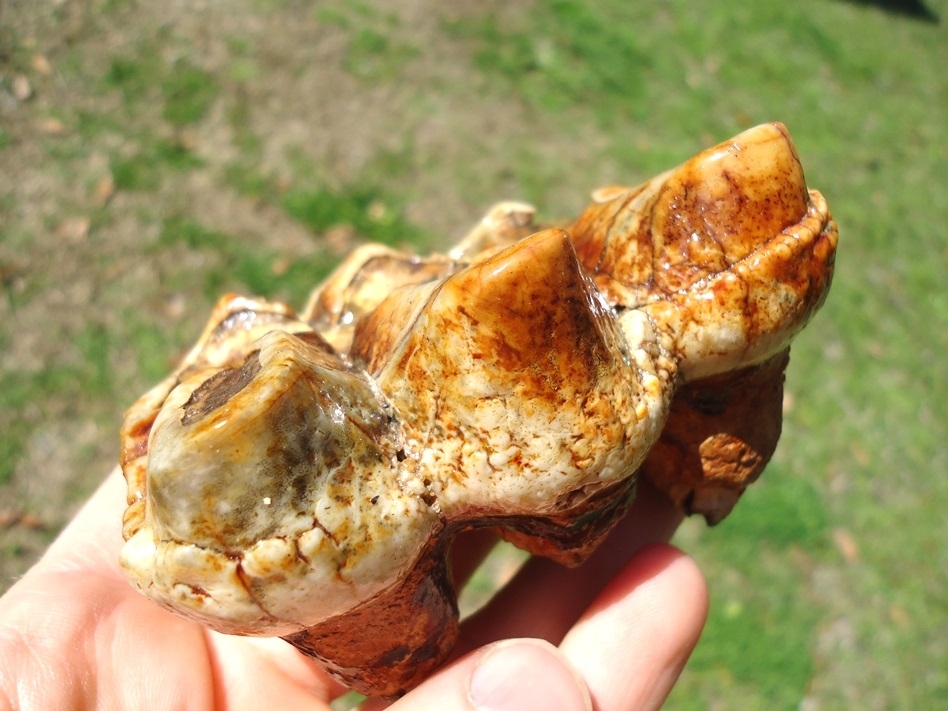 Large image 4 Colorful Bargain Mastodon Tooth