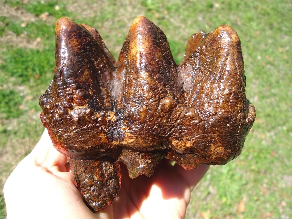 Large image 1 Stunning Pink Algae Stained Mastodon Tooth