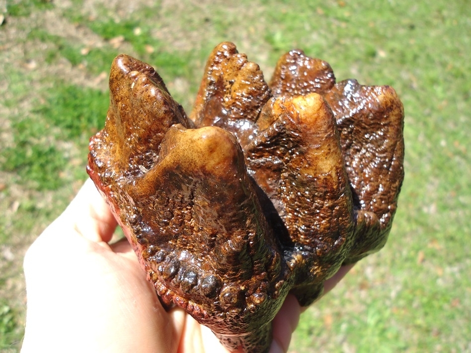 Large image 2 Stunning Pink Algae Stained Mastodon Tooth