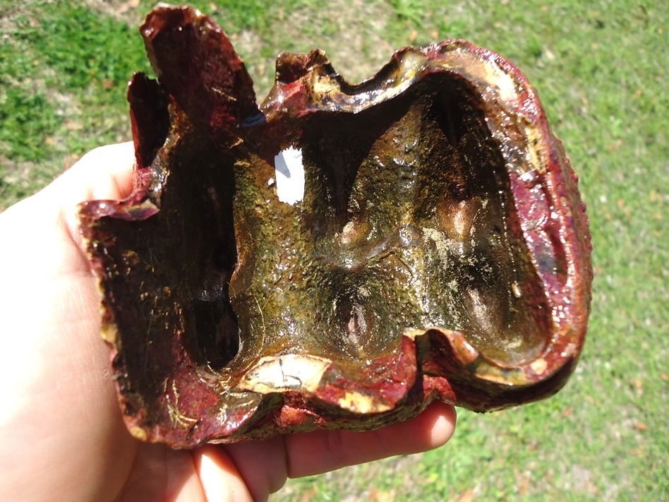 Large image 4 Stunning Pink Algae Stained Mastodon Tooth