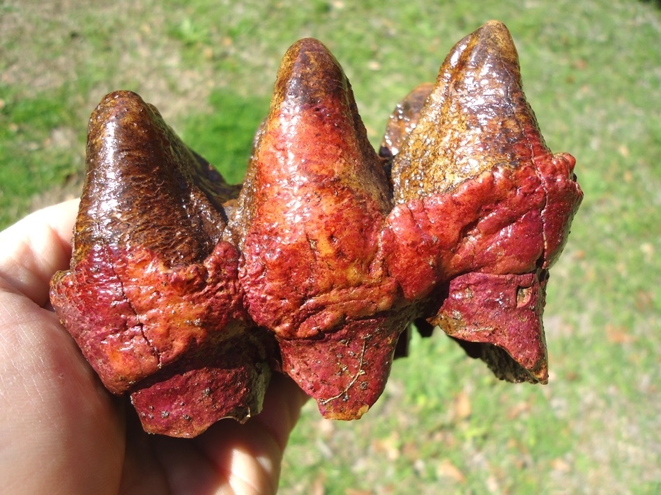 Large image 5 Stunning Pink Algae Stained Mastodon Tooth