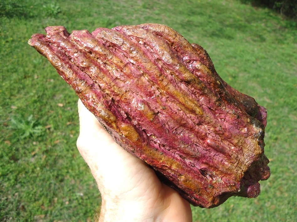 Large image 1 Huge 3lb  Pink Algae Stained Mammoth Tooth