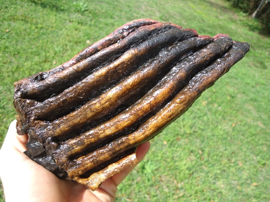 Large image 2 Huge 3lb  Pink Algae Stained Mammoth Tooth