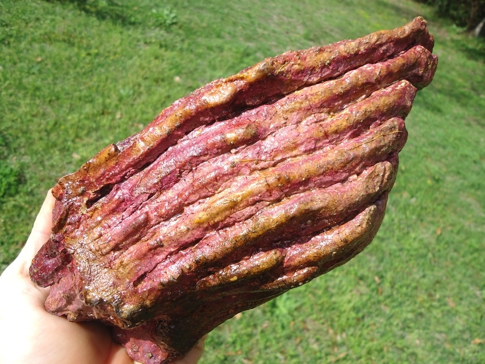 Large image 3 Huge 3lb  Pink Algae Stained Mammoth Tooth