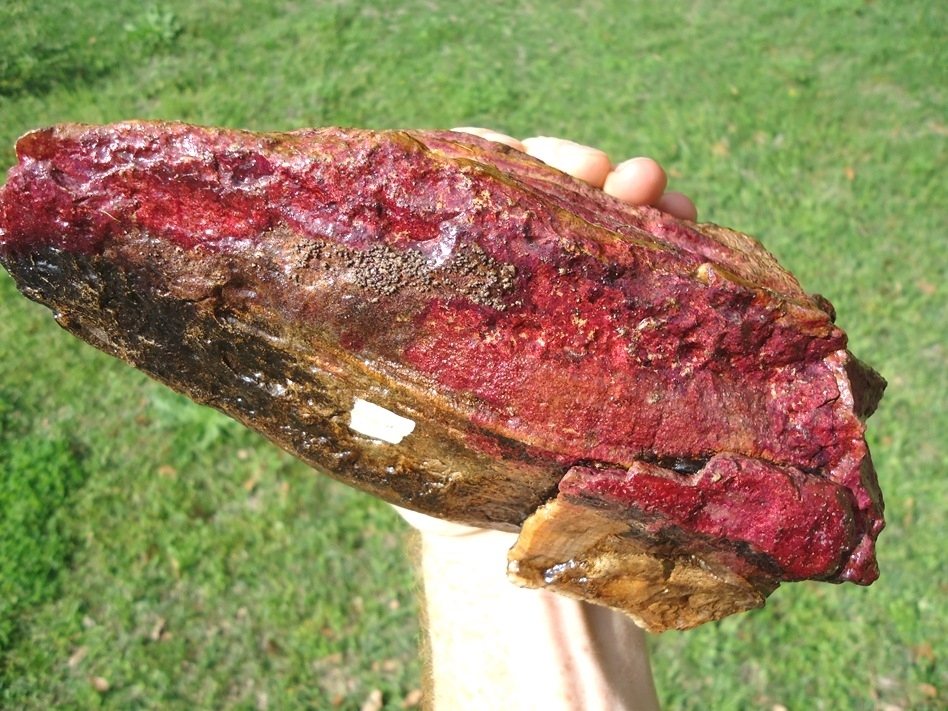 Large image 5 Huge 3lb  Pink Algae Stained Mammoth Tooth