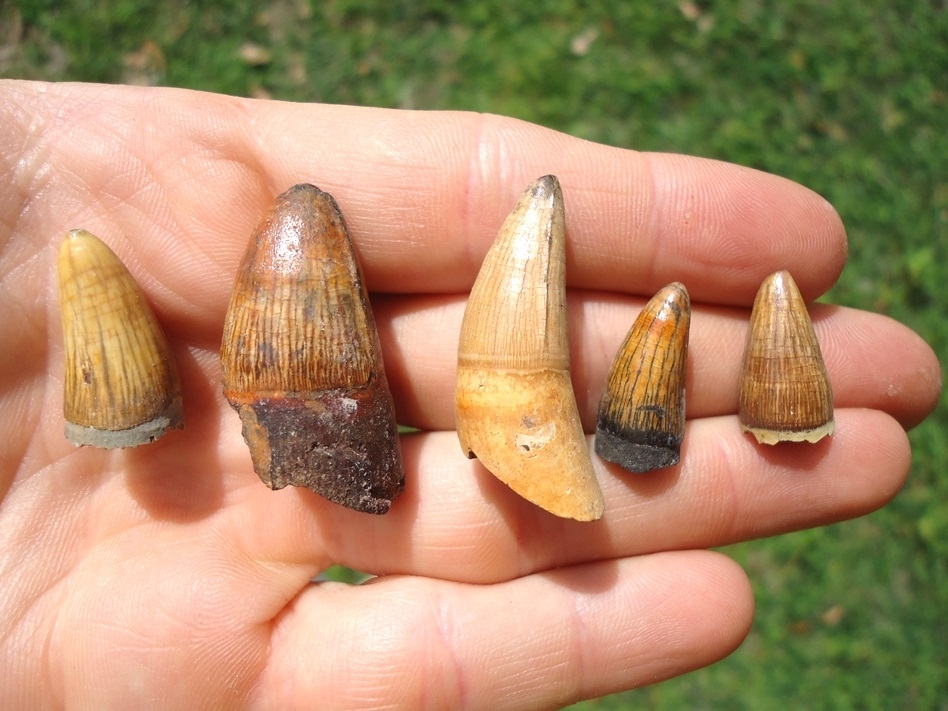 Large image 3 Five Colorful Alligator Teeth