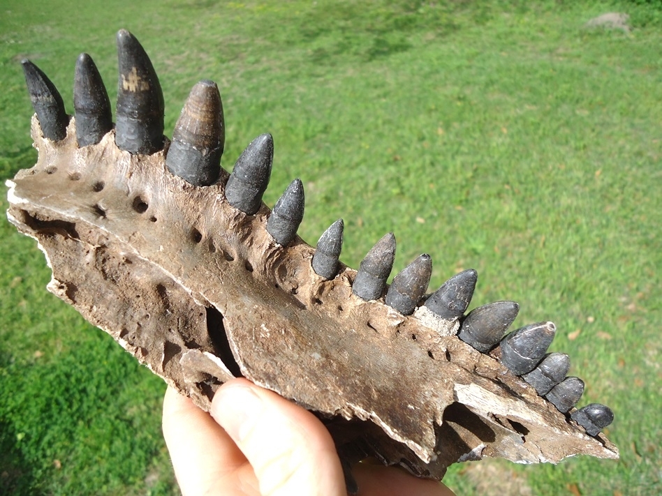 Large image 1 Awesome Alligator Maxilla with 15 Teeth