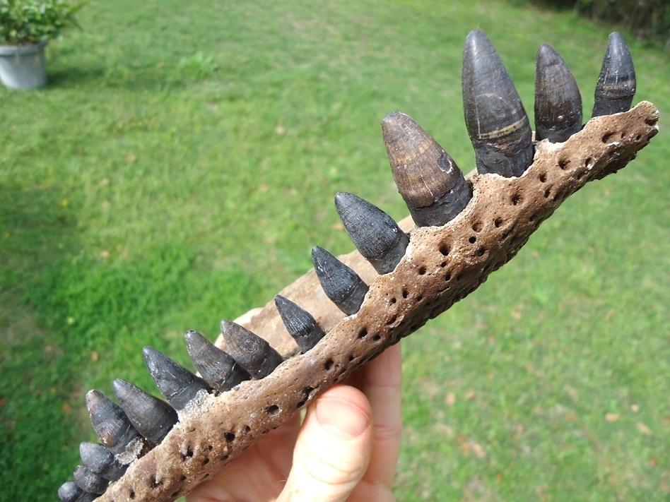 Large image 6 Awesome Alligator Maxilla with 15 Teeth