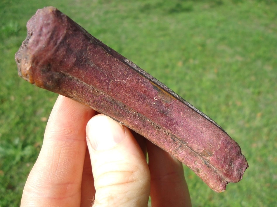 Large image 1 Large Pink Algae Stained Horse Tooth