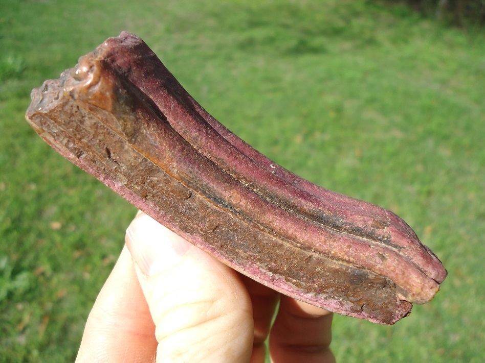 Large image 2 Large Pink Algae Stained Horse Tooth