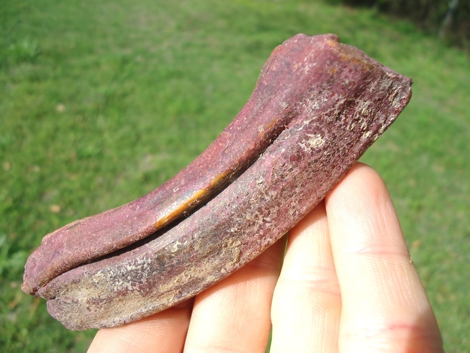 Large image 3 Large Pink Algae Stained Horse Tooth