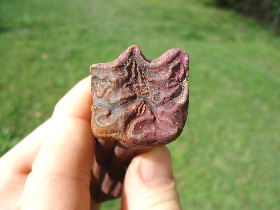 Large image 4 Large Pink Algae Stained Horse Tooth