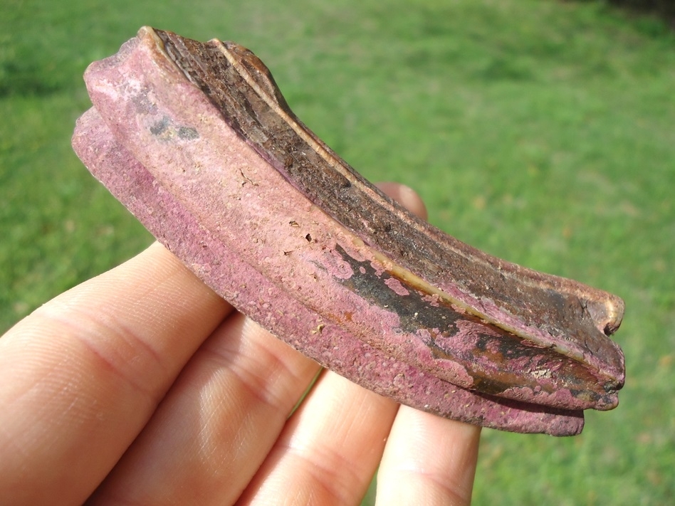 Large image 5 Large Pink Algae Stained Horse Tooth