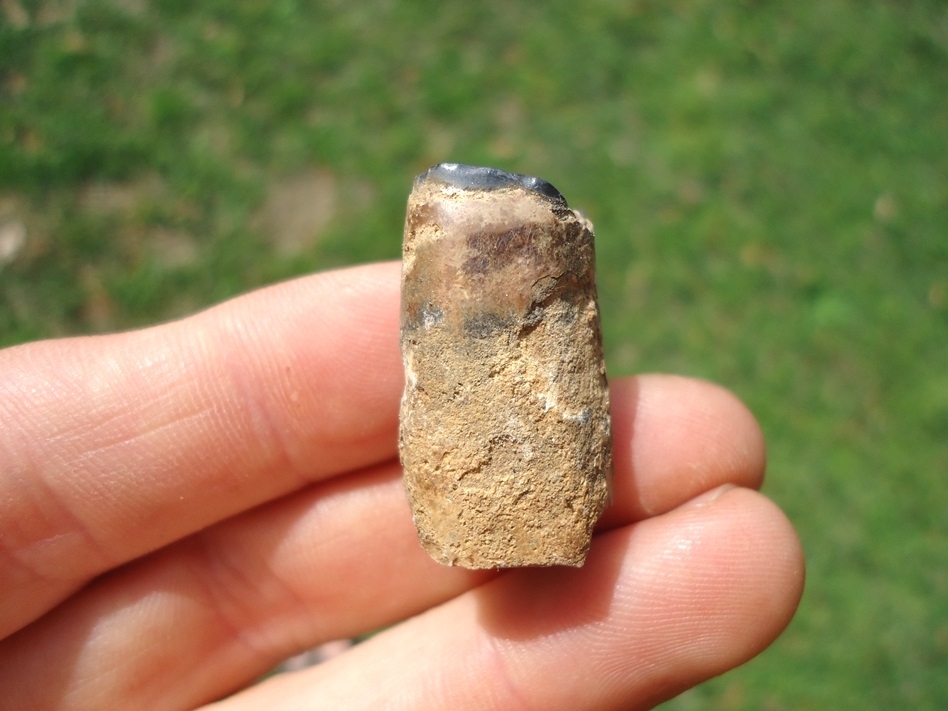 Large image 1 Nice Juvenile Megalonyx Sloth Tooth