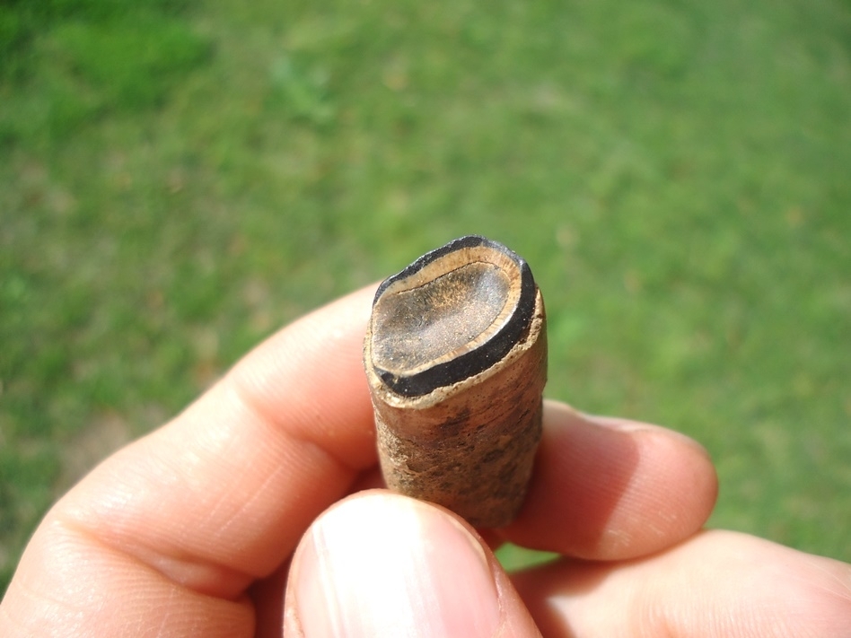 Large image 2 Nice Juvenile Megalonyx Sloth Tooth