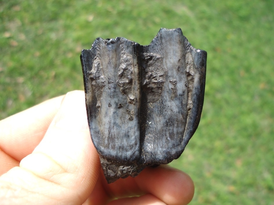 Large image 1 Beautiful Glossy Bison Tooth