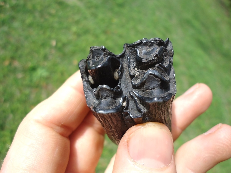 Large image 2 Beautiful Glossy Bison Tooth