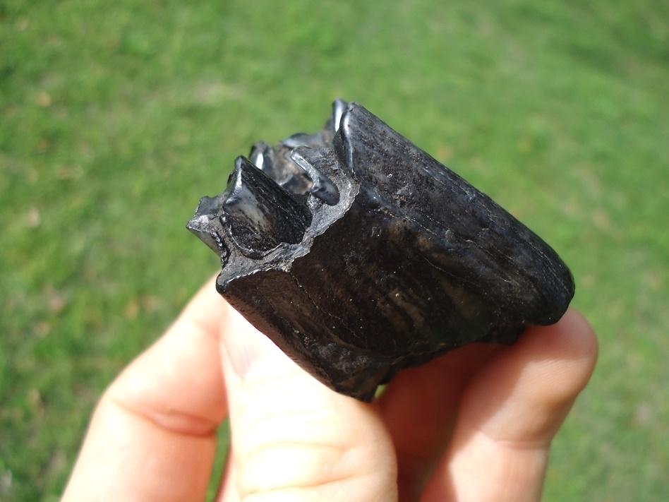 Large image 3 Beautiful Glossy Bison Tooth