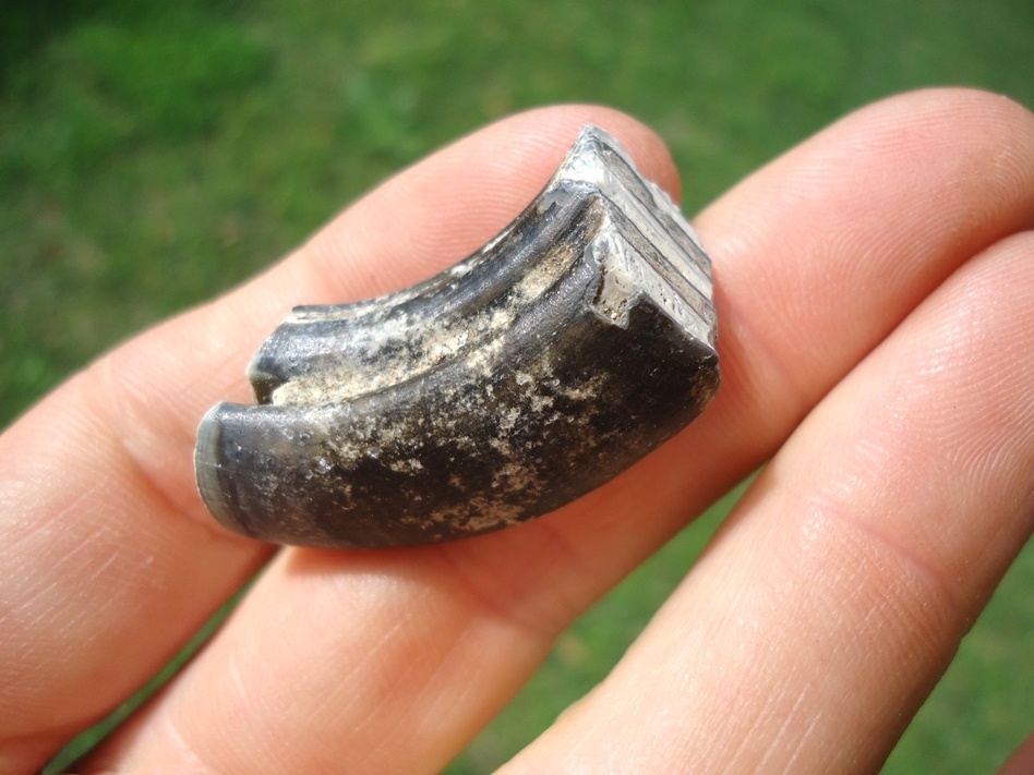 Large image 3 Choice Quality Giant Beaver Molar