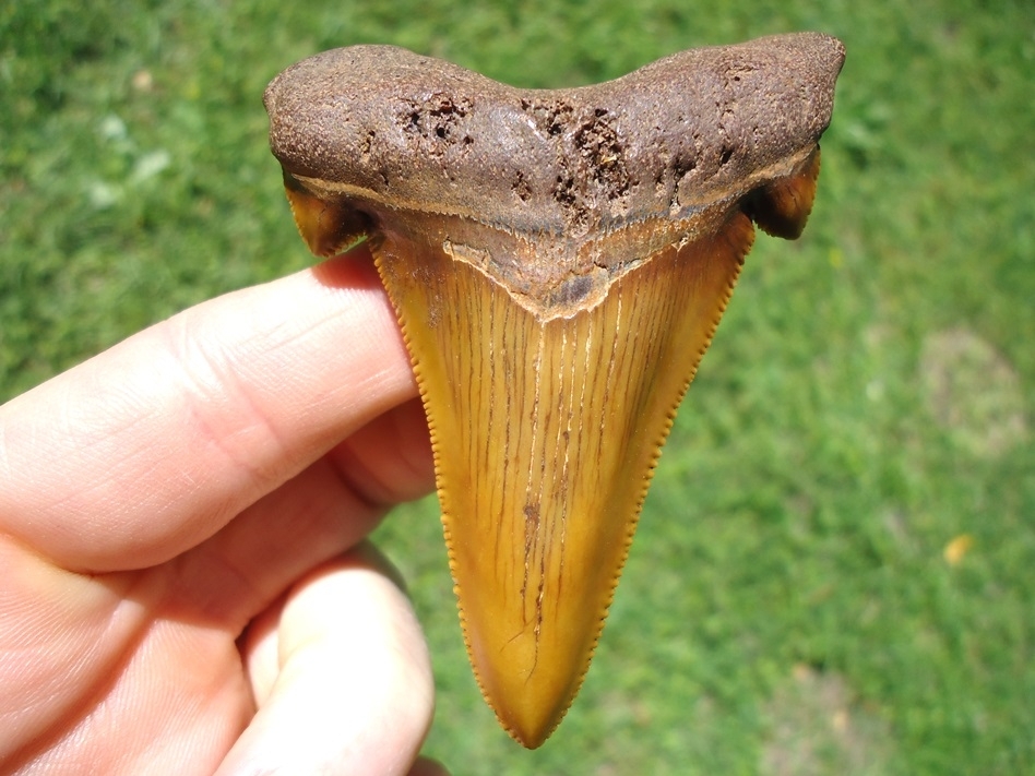 Large image 1 World Class Orange Suwannee River Auriculatus Tooth