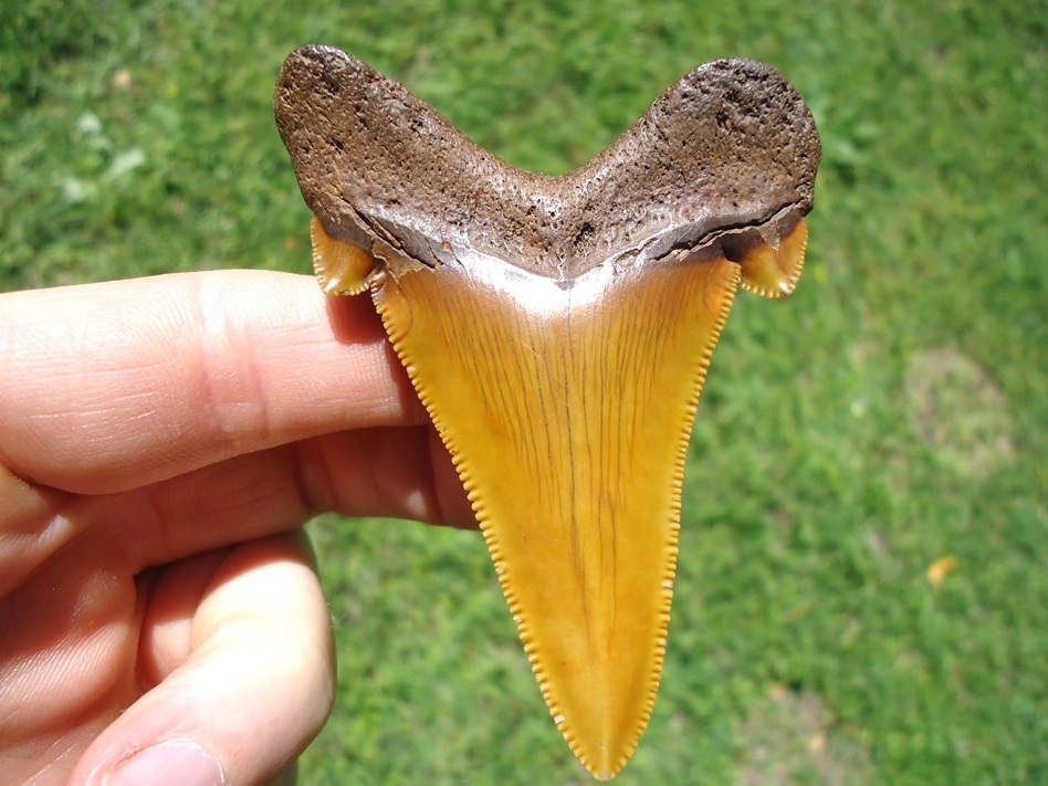 Large image 2 World Class Orange Suwannee River Auriculatus Tooth