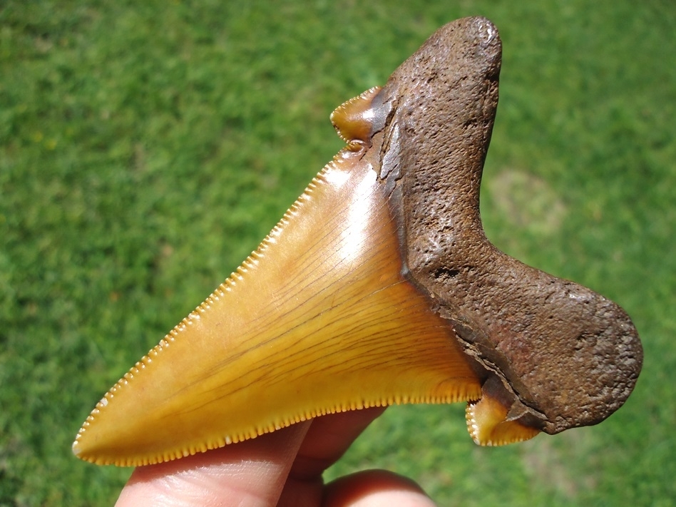 Large image 3 World Class Orange Suwannee River Auriculatus Tooth