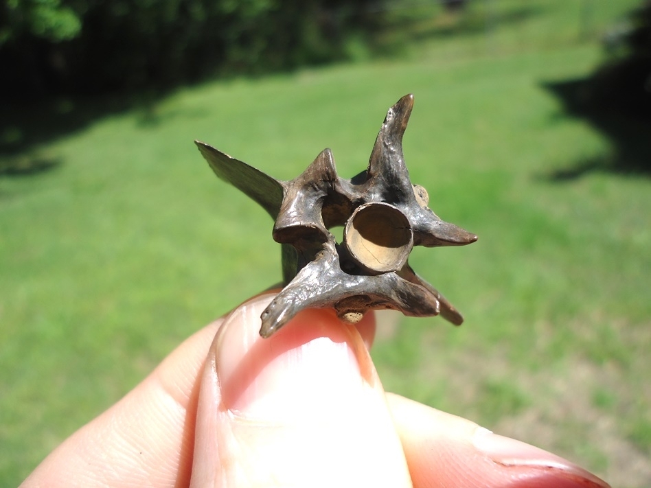 Large image 1 Top Quality Cottonmouth Snake Vertebra