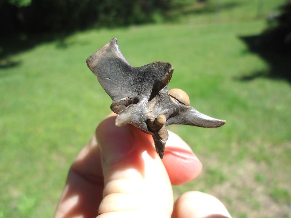 Large image 2 Top Quality Cottonmouth Snake Vertebra