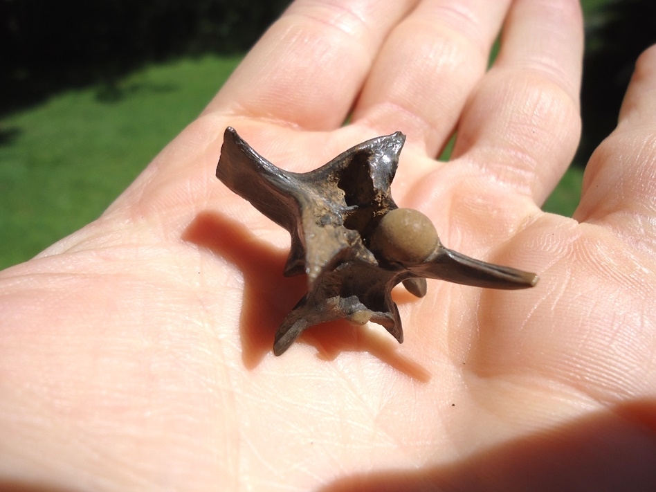 Large image 3 Top Quality Cottonmouth Snake Vertebra