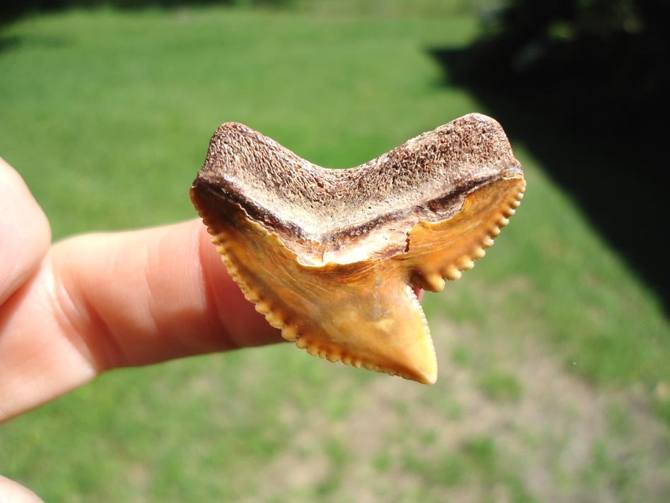 Large image 1 Stunning Orange Bone Valley Tiger Shark Tooth