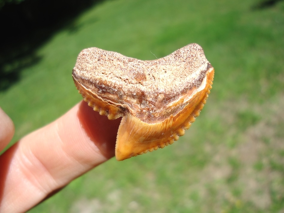 Large image 2 Stunning Orange Bone Valley Tiger Shark Tooth