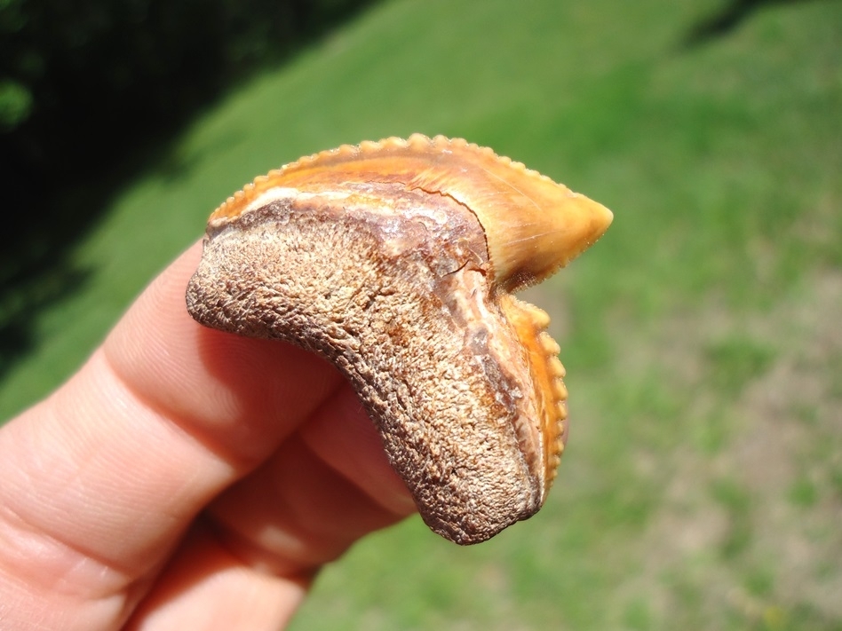 Large image 3 Stunning Orange Bone Valley Tiger Shark Tooth