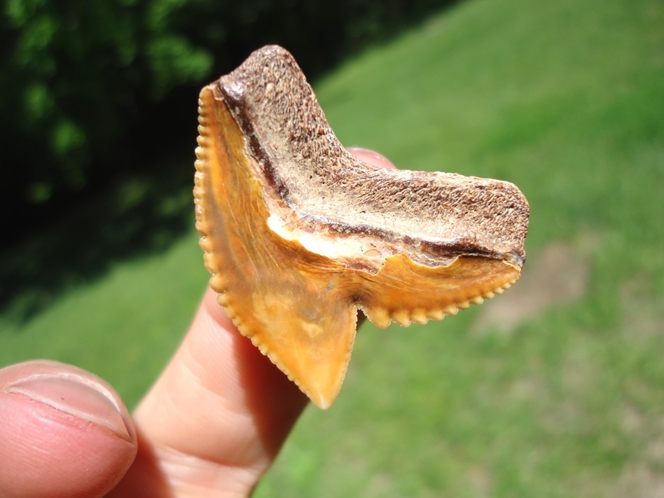 Large image 4 Stunning Orange Bone Valley Tiger Shark Tooth