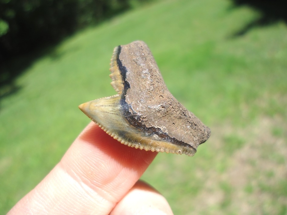 Large image 2 Top Quality Florida Tiger Shark Tooth