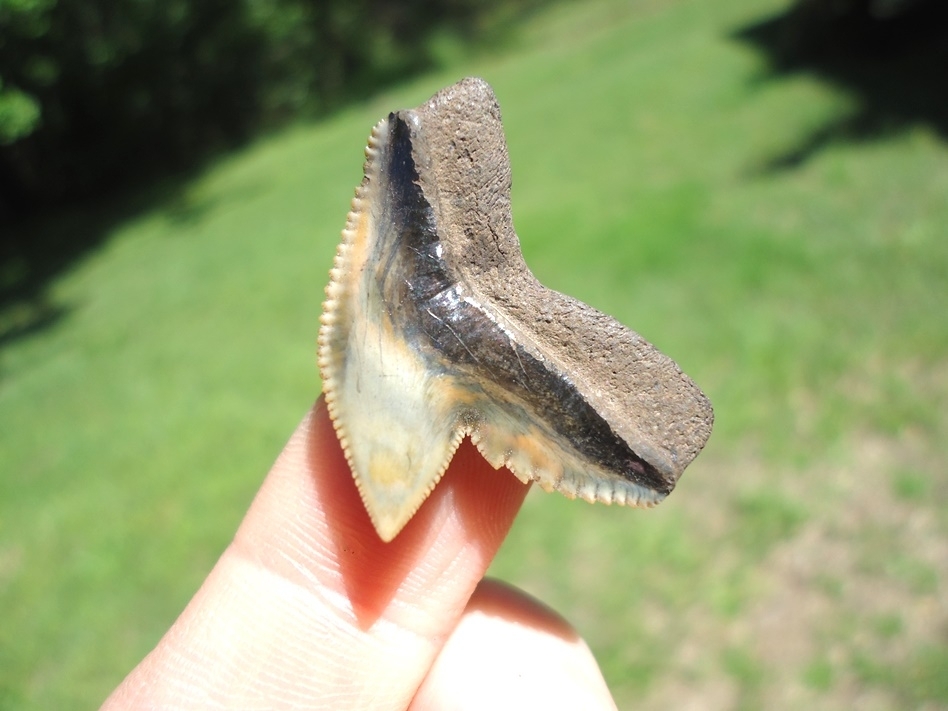 Large image 3 Top Quality Florida Tiger Shark Tooth