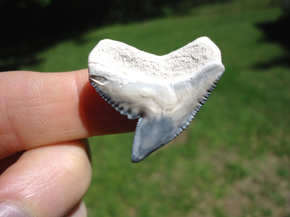 Large image 1 Top Quality Bone Valley Tiger Shark Tooth
